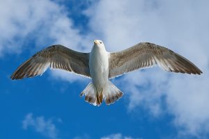 seagull-1511862_640